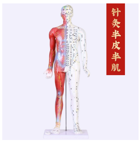 80cm半皮半肌针灸人（带肌肉解剖）.png
