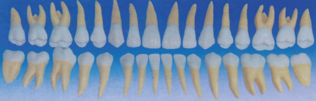 成人牙模型总汇（32颗）Bk-L1033