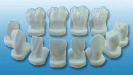 牙体形态模型Bk-L1031
