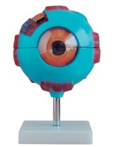 眼球放大模型Bk-A1052