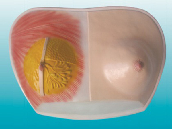 乳房解剖模型