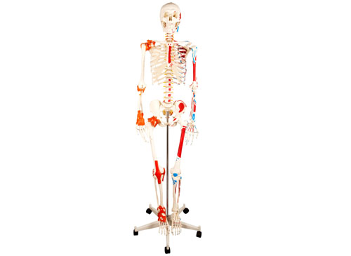 人体骨骼附关节韧带和肌肉起止点着色模型